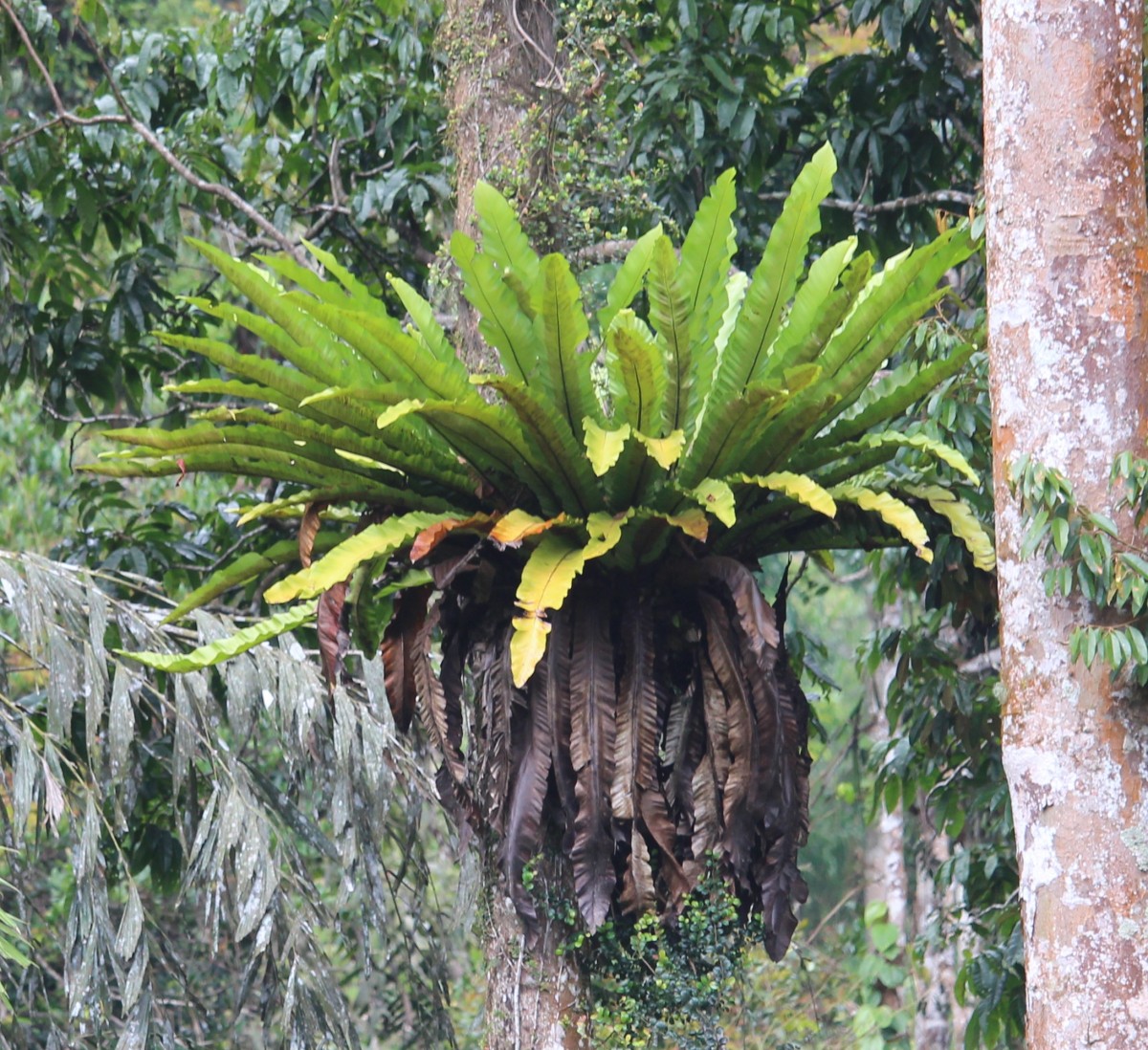 Asplenium nidoides  Fraser-Jenk. & Kandel